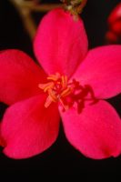 Jatropha integerrima