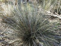 Juncus acutus