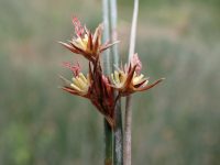 Juncus balticus