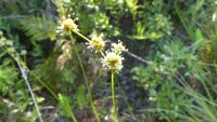Juncus scirpoides