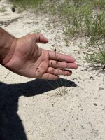 Juncus tenuis