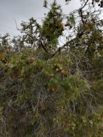 Juniperus oxycedrus