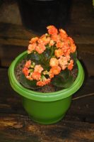 Kalanchoe blossfeldiana
