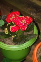 Kalanchoe blossfeldiana