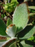 Kalanchoe tomentosa