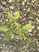 Kalmia angustifolia