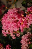 Lagerstroemia indica