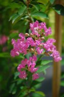Lagerstroemia indica