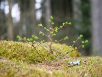 Larix decidua