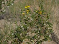 Larrea tridentata