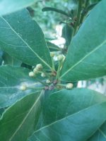 Laurus nobilis