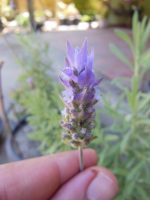 Lavandula dentata