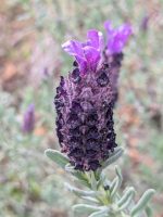 Lavandula stoechas