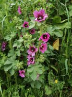 Lavatera arborea