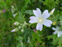 Lavatera plebeia