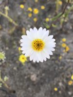 Layia glandulosa