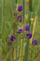 Legousia speculum-veneris