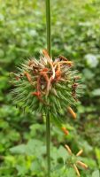 Leonotis nepetifolia