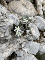 Leontopodium alpinum