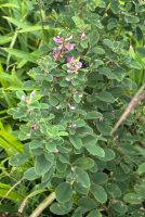 Lespedeza cyrtobotrya