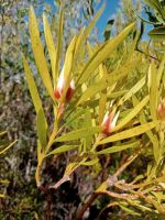 Leucadendron salignum