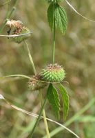 Leucas martinicensis