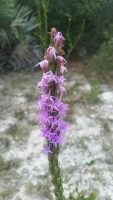 Liatris chapmanii
