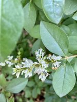 Ligustrum ovalifolium