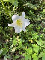Lilium longiflorum