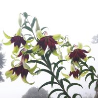 Lilium nepalense