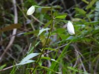 Lilium speciosum