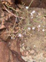Limonium brasiliense
