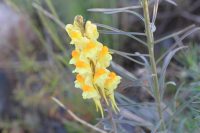 Linaria vulgaris
