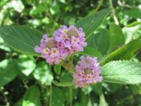 Lippia alba