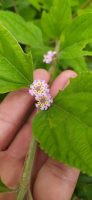 Lippia alba