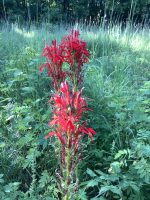 Lobelia cardinalis