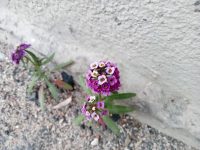 Lobularia maritima