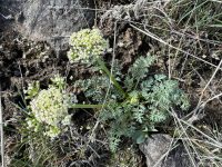 Lomatium canbyi