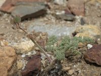 Lomatium foeniculaceum