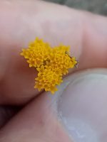 Lonas annua