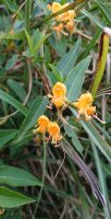 Lonicera henryi