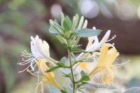 Lonicera japonica