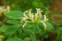 Lonicera periclymenum