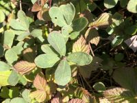 Lonicera villosa