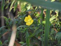 Ludwigia bonariensis
