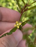 Ludwigia erecta
