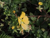 Ludwigia multinervia