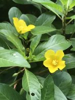 Ludwigia peploides