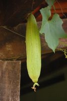 Luffa aegyptiaca