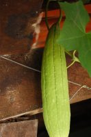 Luffa aegyptiaca